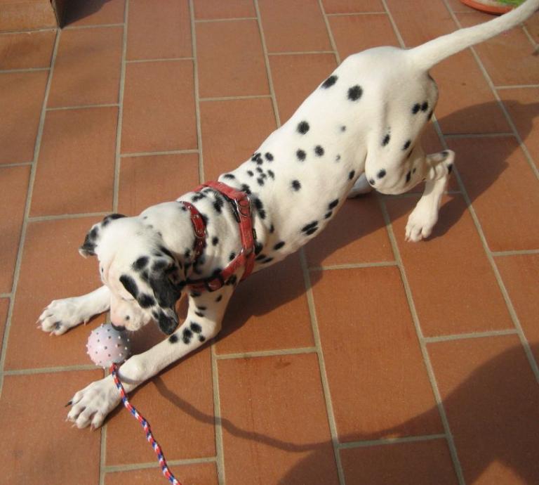 štěně dalmatina s hračkou
