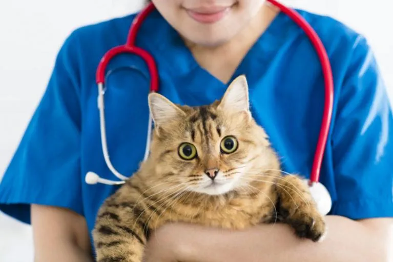 Kočka u veterináře