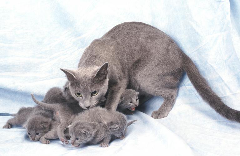 Ruská modrá kočka s koťaty