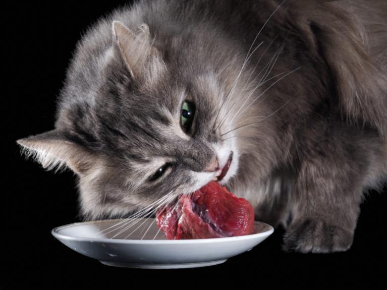 kočka jí syrové maso z talíře