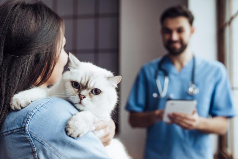 Kočka v náručí u veterináře