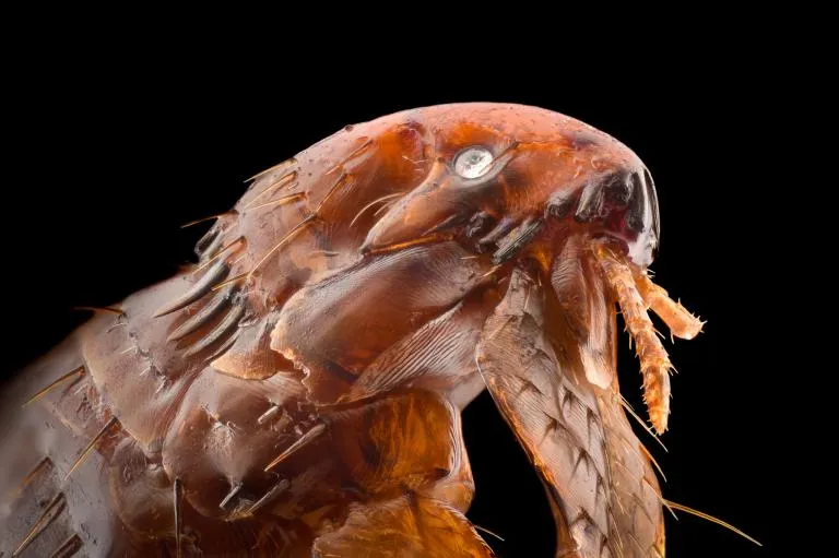 blecha v přiblížení blecha v přiblížení