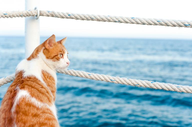 kočka u moře