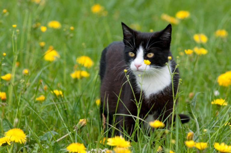 Černobílá kočka v trávě s pampeliškami