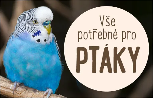 Modrá andulka na větvi