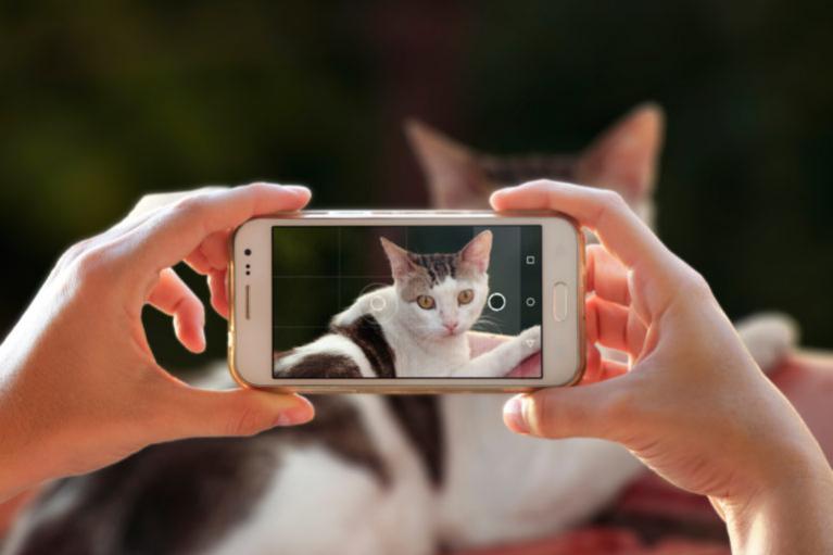 Focení kočky smartphonem
