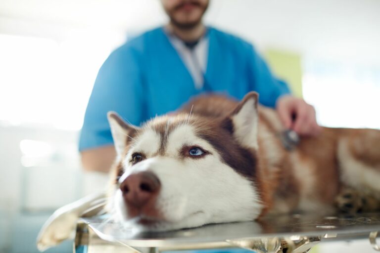 Husky u veterináře