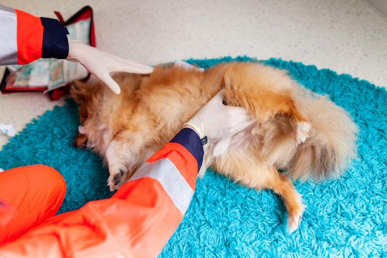 První pomoc Sheltie