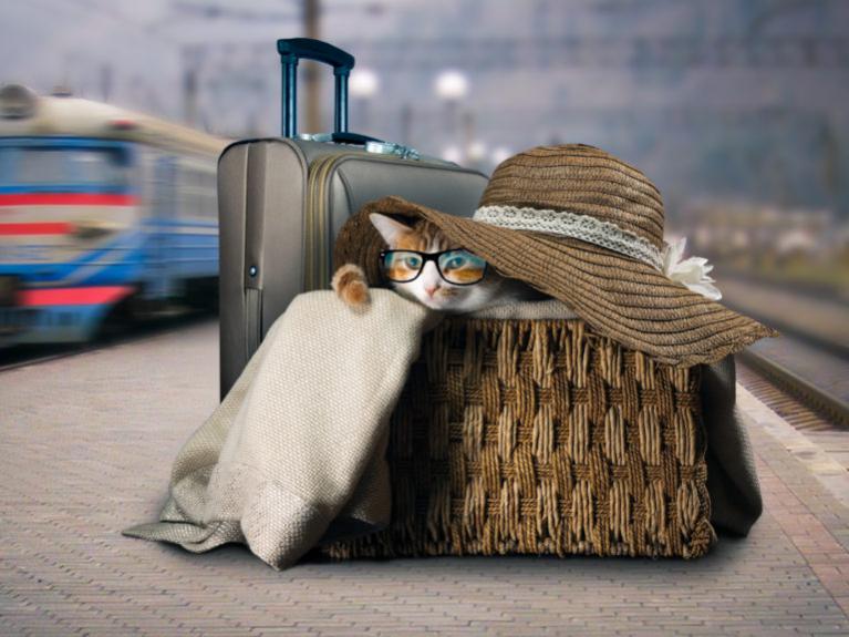 kočka s kloboukem a brýlemi v cestovní tašce