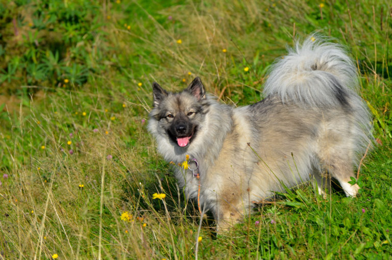 wolfsspitz im grass wolfsspitz im grass