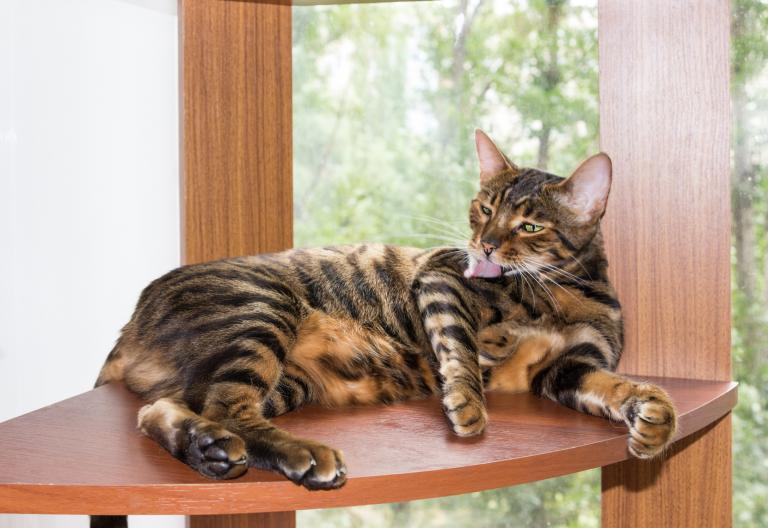 Toyger se umývá Toyger se umývá