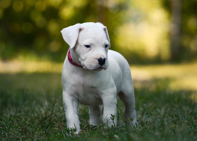 Štěně argentinské dogy Štěně argentinské dogy