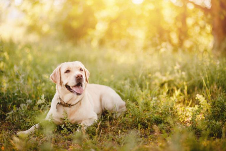 Zlatý labrador v trávě