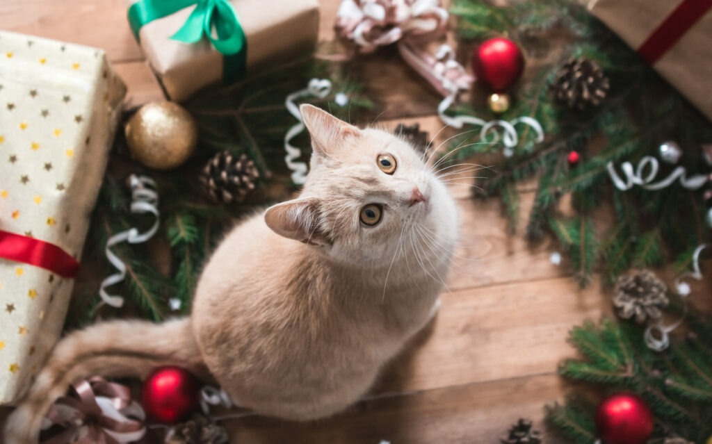 Kočka u dárků a stromečku