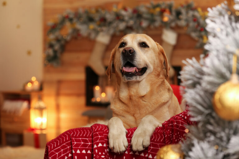 Labrador u vánočního stromku