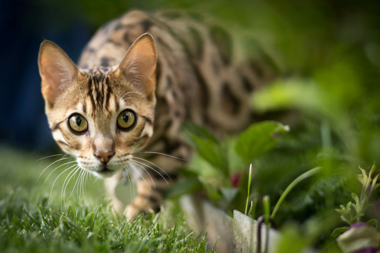 Bengálská kočka na zahradě