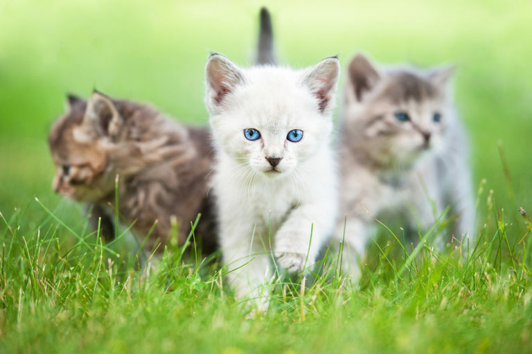 Tři koťátka na trávě