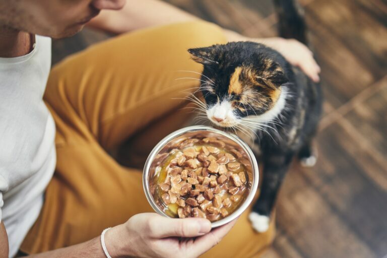 Kočka nejí z misky