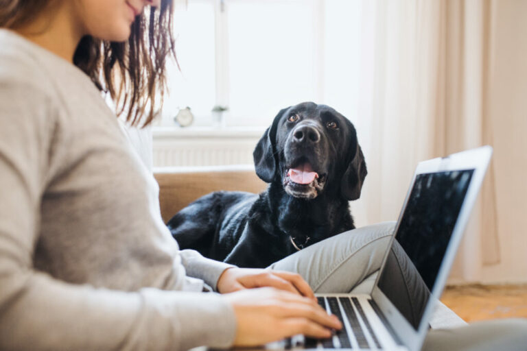 Černý labrador leží u paničky s laptopem