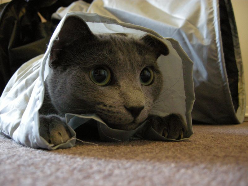Kočka v tunelu