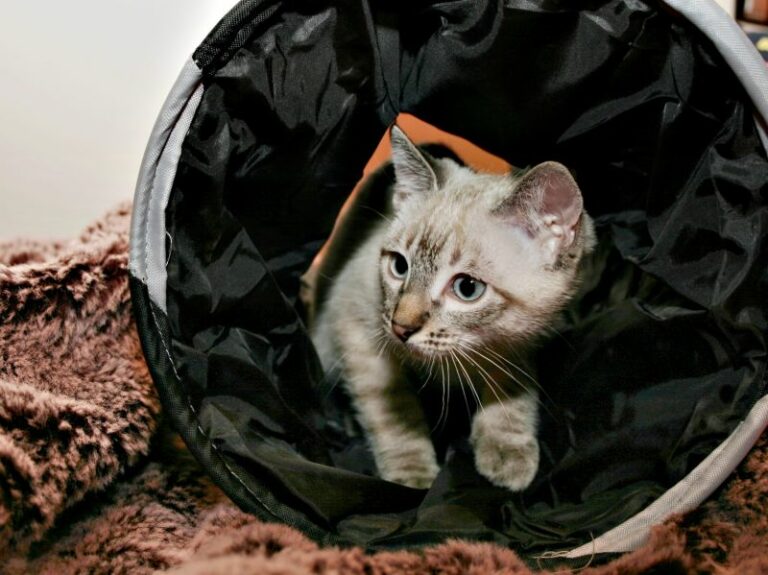 Kočičí agility a kočka v tunelu