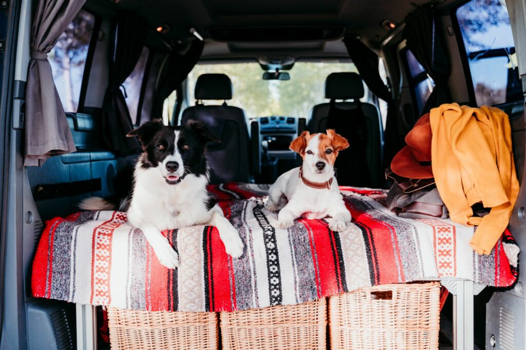 Border kolie a Jack russell v obytném voze Border kolie a Jack russell v obytném voze