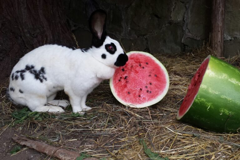 Deutscher Riesenschecken mit Wassermelone