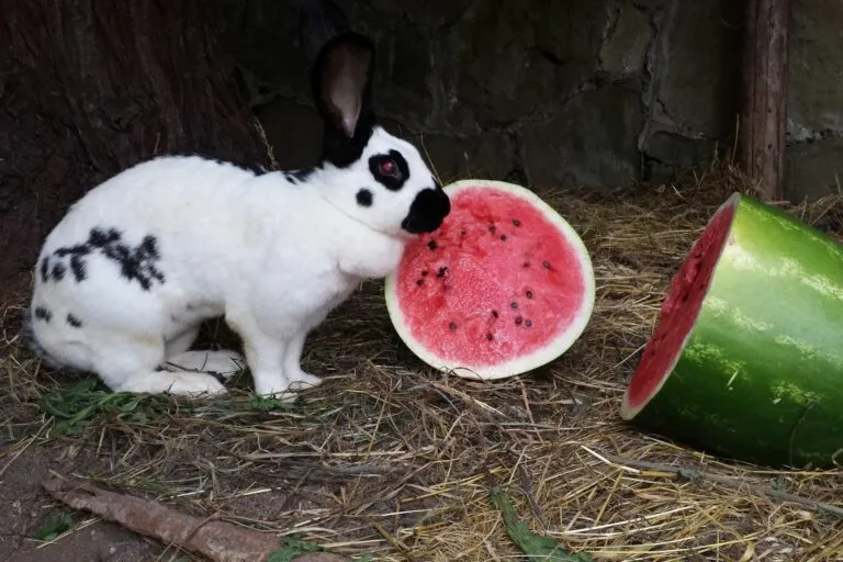Deutscher Riesenschecken mit Wassermelone