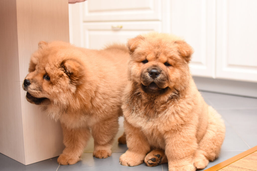 2 štěňata Chow-chow (Čau-čau) 2 štěňata Chow-chow (Čau-čau)