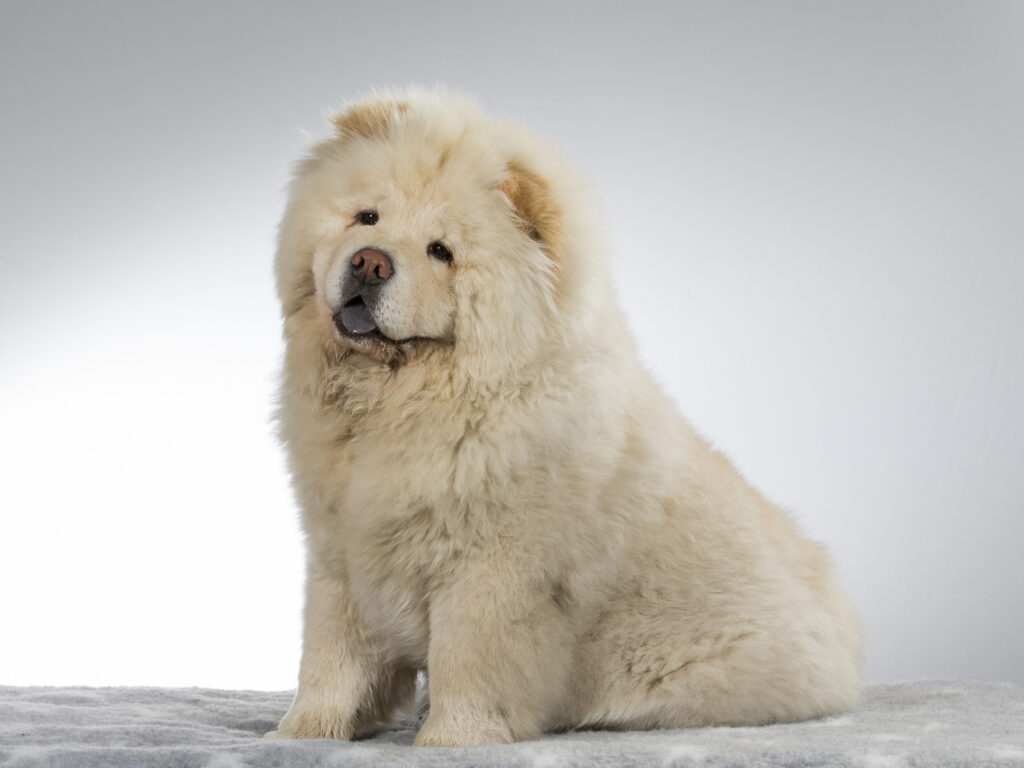 Chow-chow (Čau-čau) bílý