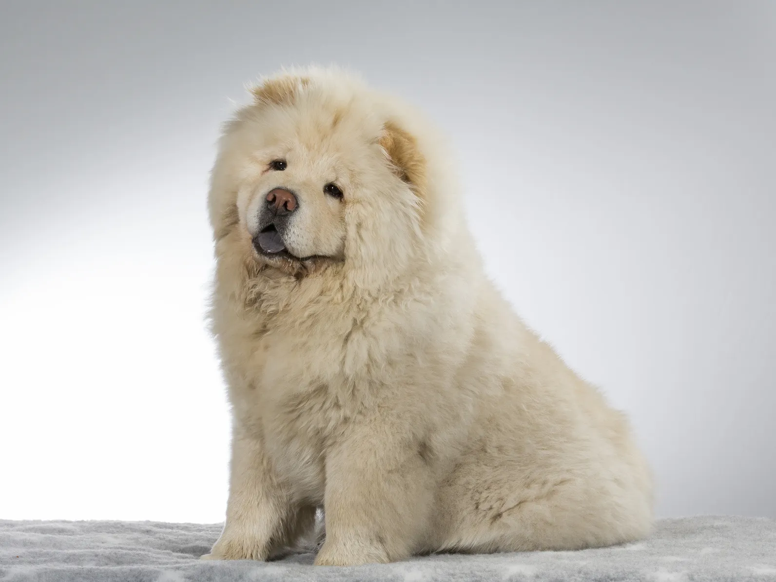 Chow Chow au au Charakter Velikost P e V Magaz nu Zoohit chow-chow-au-au-charakter-velikost-p-e-v-magaz-nu-zoohit
