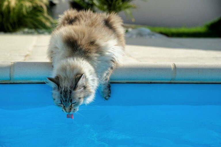 Kočka pije z bazénu