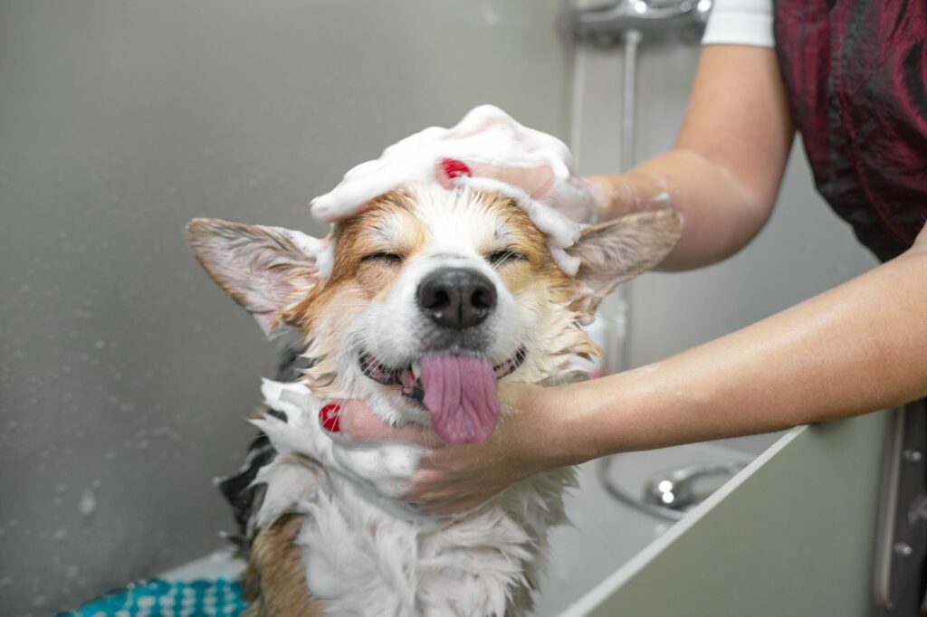 Mytí psa šampónem