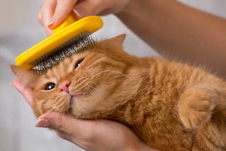 Fellpflege bei Katzen Fellpflege bei Katzen