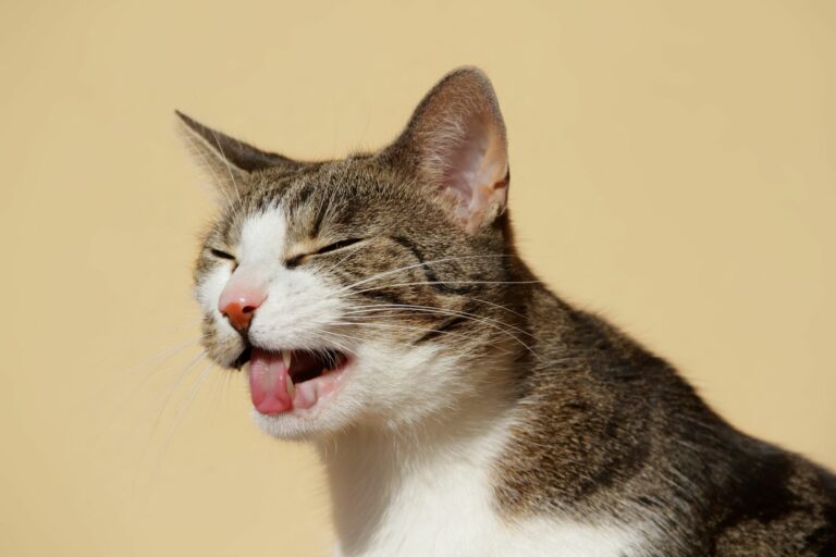 Kočka má zavřené oči a plazí jazyk