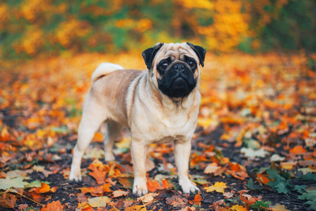 Mops na podzim Mops ve spadaném listí