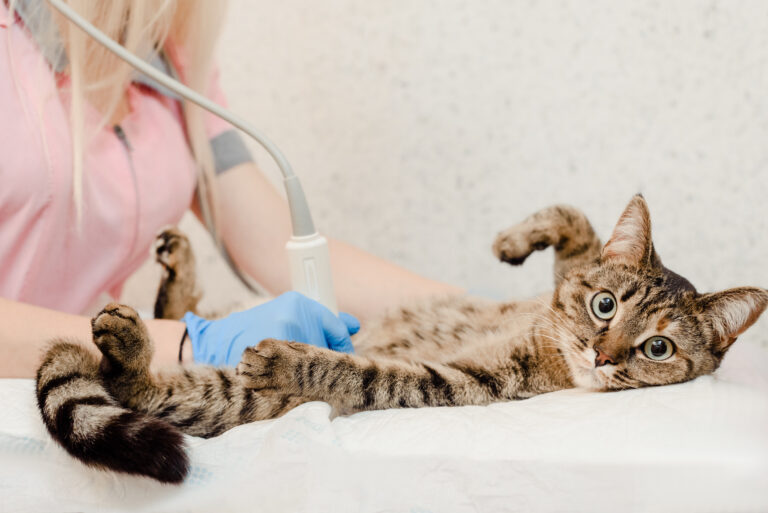Zvracení u koček - vyšetření ultrazvuem