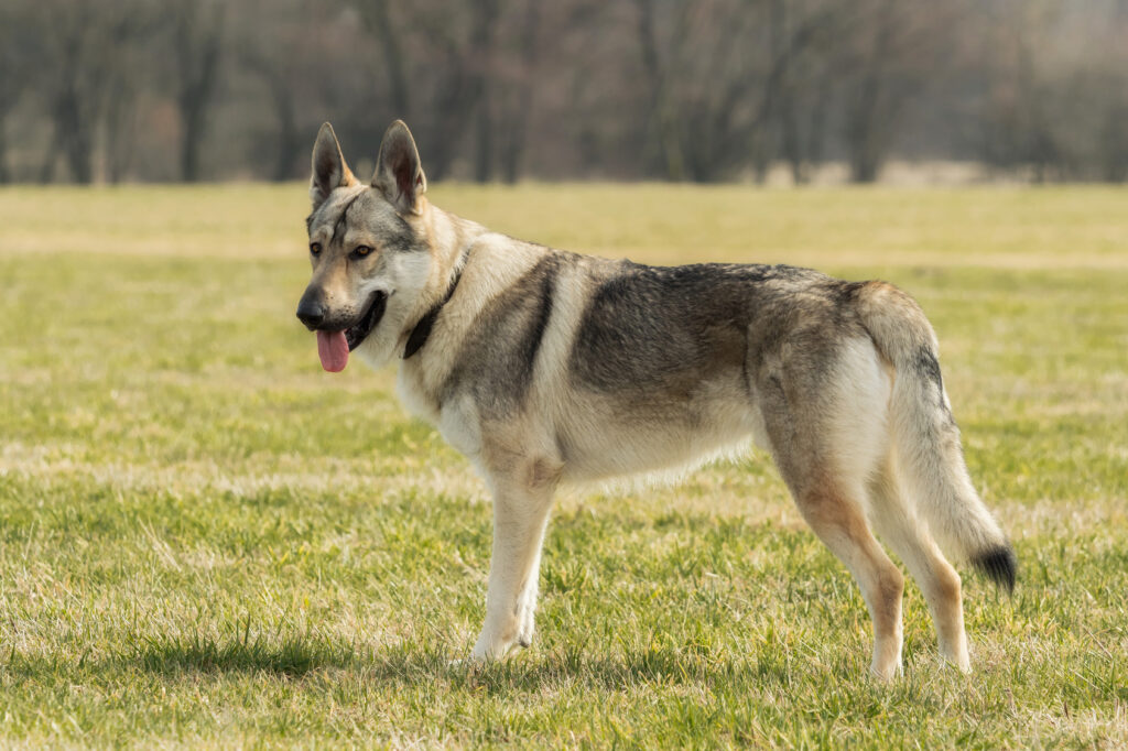 A Czech Wolfhound plays outside in the meadow Československý vlčák na louce