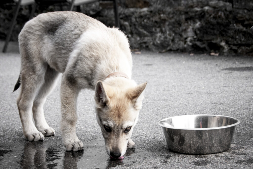 czechoslovakian wolfdog puppy drinking out of the bowl Štěně Československého vlčáka