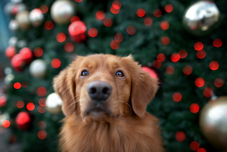 Hund-Weihnachtsbaum