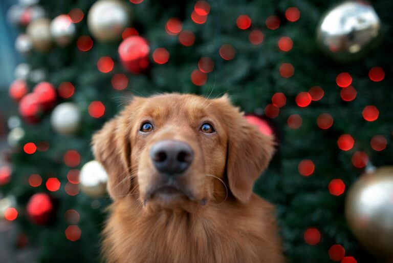 Hunde-Adventskalender selbst basteln