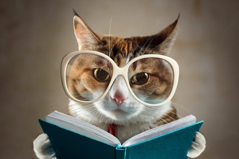 Kočka s brýlemi čte knihu