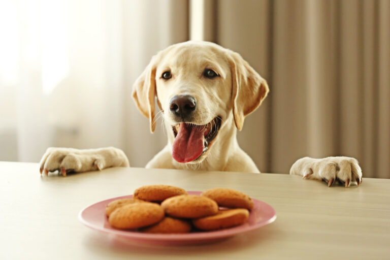 Labrador a domácí pečené pamlsky pro psy