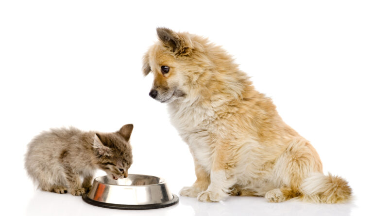 Pes a kotě jedí ze společné misky