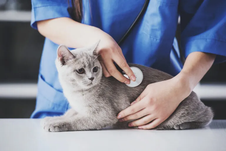 Kočka na vyšetření u veterinární lékařky Kočka na vyšetření u veterinární lékařky