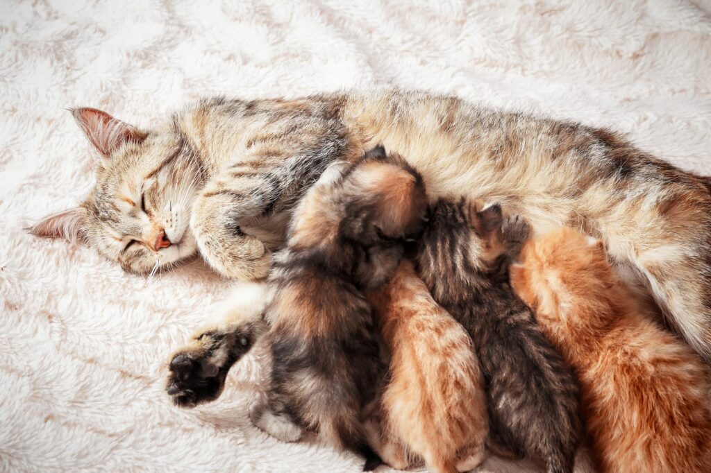 Kočičí matka krmí koťata