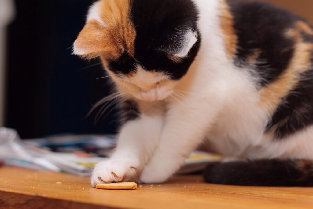 Cat Eating Cookie At Home Kočka si pochutnává na domácí sušence