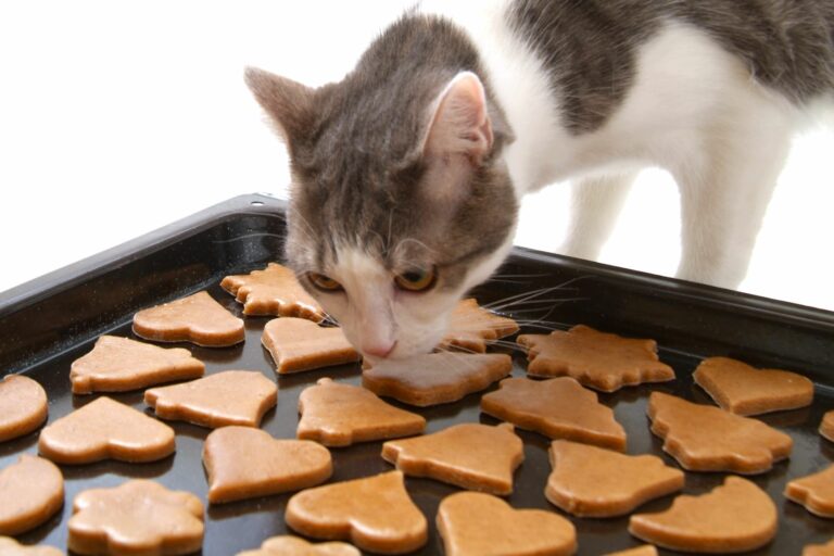 Kočka a domácí sušenky rozprostřené na pekáči