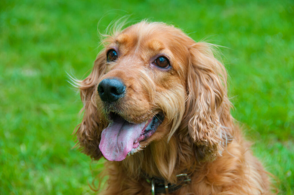 Portrait of a beautiful english cocker spaniel Anglický kokršpaněl - portrét