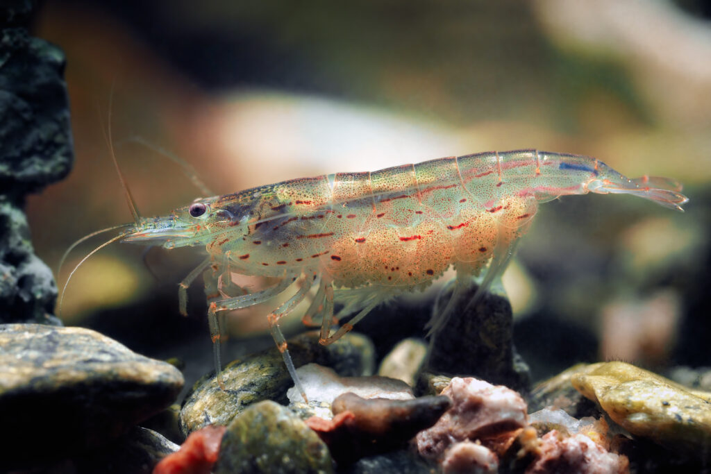 Caridina multidentata na dně akvária